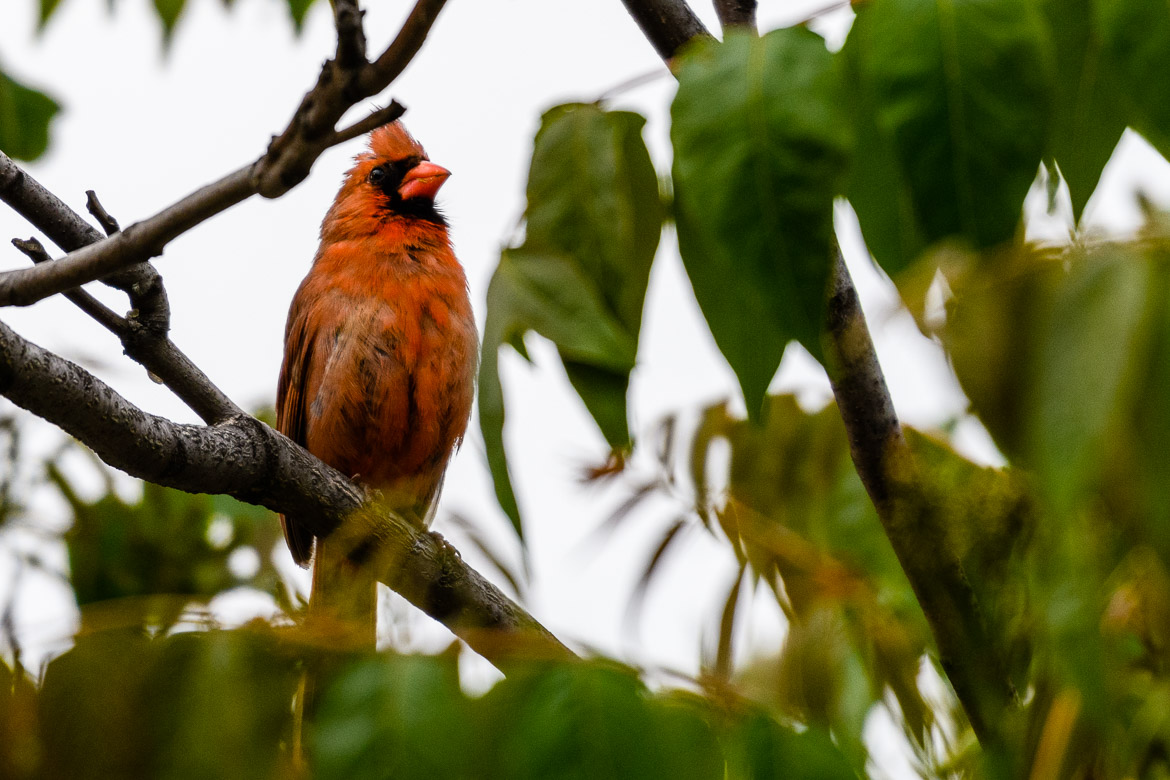 cardinal bird habitat