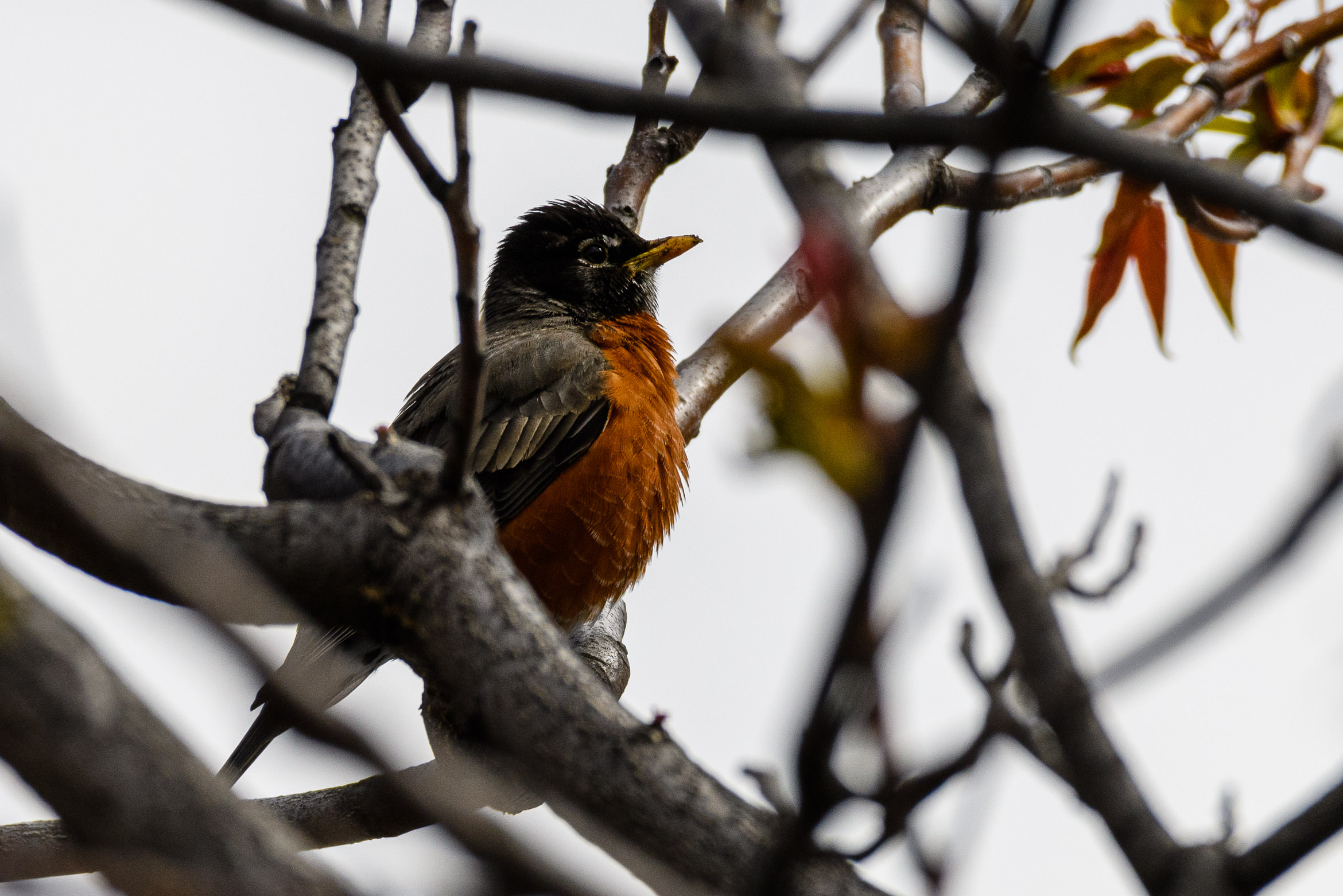 Robin Pooping Birds of Quarantine – joshmadison.com