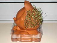 Right side view of Chia Pet after 10 days