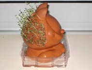 Left side view of Chia Pet after 13 days
