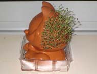 Right side view of Chia Pet after 13 days