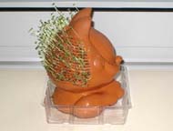 Left side view of Chia Pet after 2 weeks