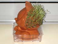 Right side view of Chia Pet after 15 days