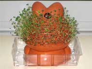 Rear view of Chia Pet after 15 days