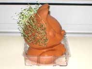 Left side view of Chia Pet after 15 days