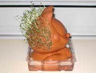 Left side view of Chia Pet after 16 days