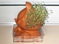 Right side view of Chia Pet after 17 days