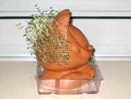 Left side view of Chia Pet after 17 days