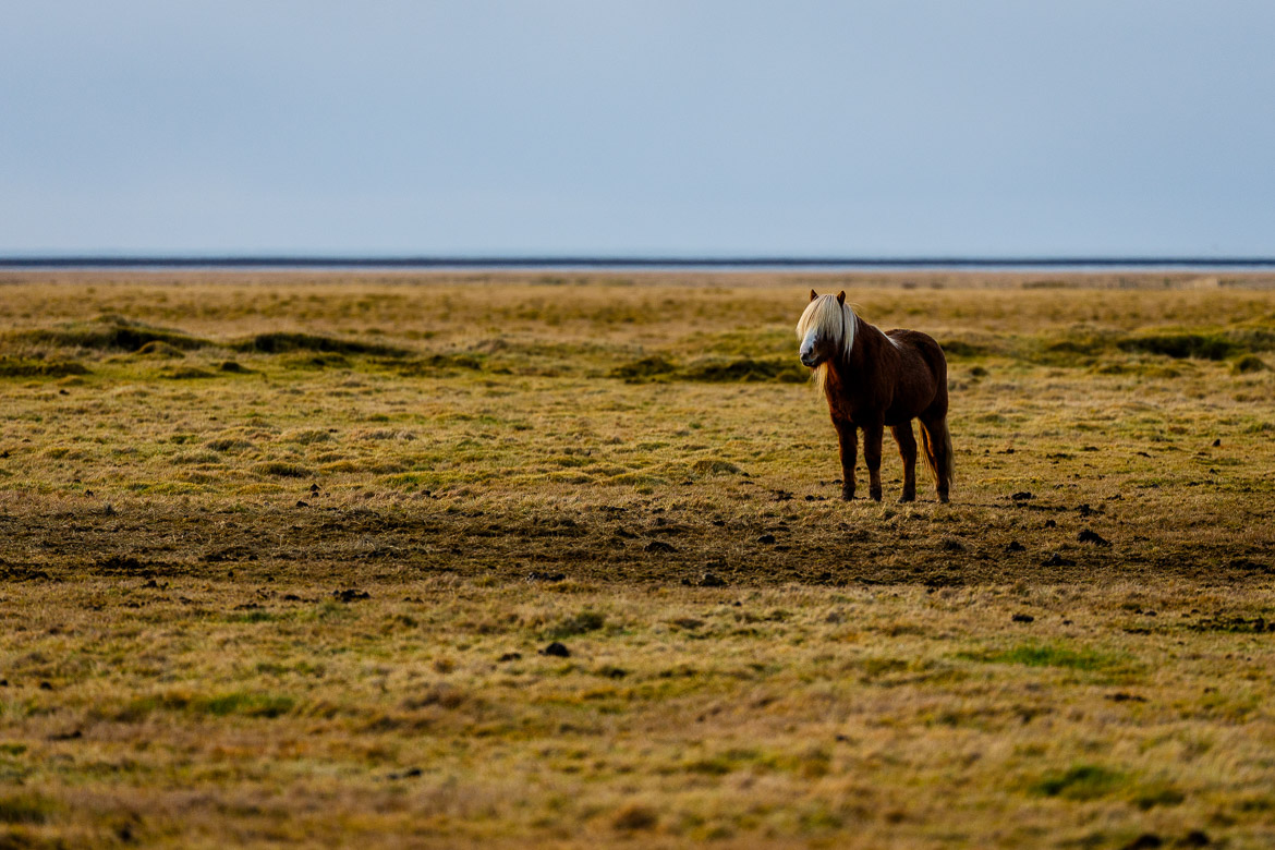 Icelandic horse
